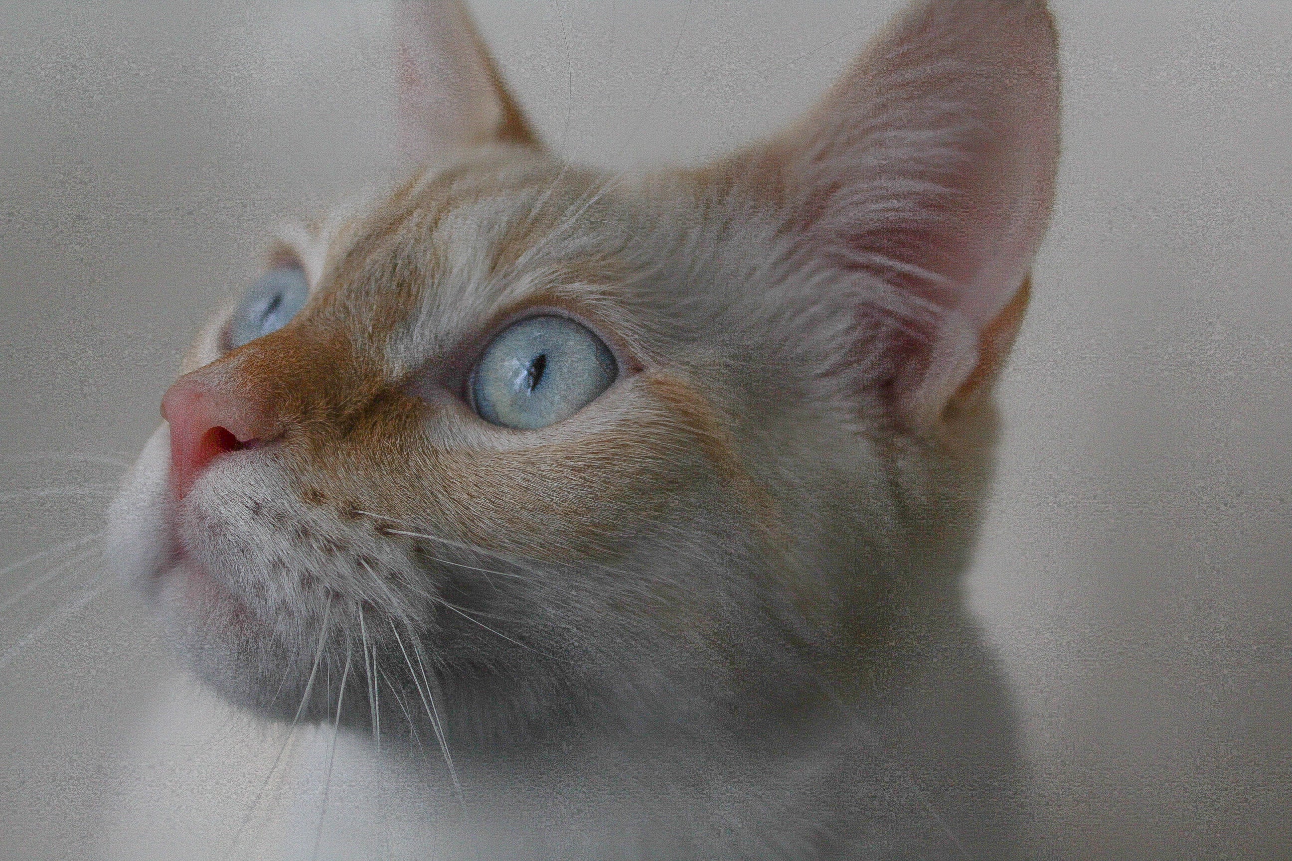 files/close-up-of-a-white-cat-with-blue-eyes.jpg